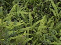Struthiopteris spicant 50, Dubbelloof, Saxifraga-Willem van Kruijsbergen