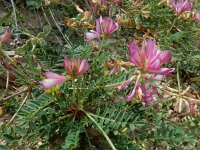 Sulla glomerata 2, Saxifraga-Ed Stikvoort : Bochal en Planos op Zakynthos s9900