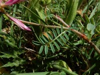 Sulla glomerata 3, Saxifraga-Ed Stikvoort : Bochal en Planos op Zakynthos s9900