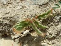 Sulla glomerata 4, Saxifraga-Ed Stikvoort : Bochal en Planos op Zakynthos s9900