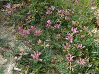 Sulla glomerata 5, Saxifraga-Ed Stikvoort : Bochal en Planos op Zakynthos s9900