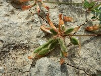 Sulla glomerata 6, Saxifraga-Ed Stikvoort : Bochal en Planos op Zakynthos s9900