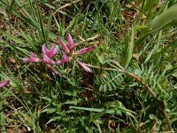 Sulla glomerata 7, Saxifraga-Ed Stikvoort : Bochal en Planos op Zakynthos s9900