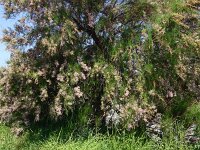 Tamarix anglica; Bretagne, Cotes d' Armor; 2017, juni  1