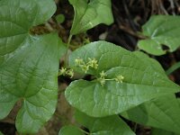 Tamus communis 10, Saxifraga-Jan van der Straaten