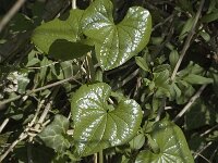 Tamus communis 12, Saxifraga-Jan van der Straaten