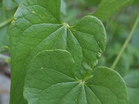 Tamus communis 13, Saxifraga-Rutger Barendse