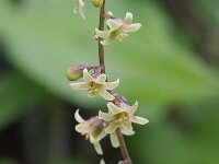 Tamus communis 14, Saxifraga-Rutger Barendse
