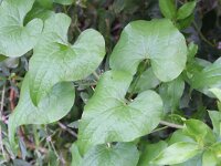 Tamus communis 16, Saxifraga-Rutger Barendse