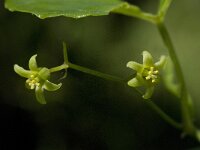 Tamus communis 17, Saxifraga-Willem van Kruijsbergen