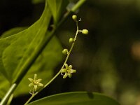Tamus communis 19, Saxifraga-Jan van der Straaten