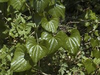 Tamus communis 2, Saxifraga-Jan van der Straaten