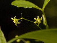 Tamus communis 20, Saxifraga-Jan van der Straaten