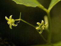 Tamus communis 21, Saxifraga-Jan van der Straaten