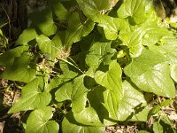 Tamus communis 22, Saxifraga-Jan van der Straaten