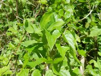 Tamus communis 24, Saxifraga-Rutger Barendse