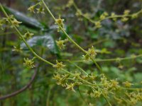 Tamus communis 27, Saxifraga-Ed Stikvoort