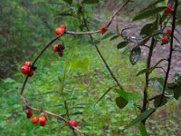 Tamus communis 28, Saxifraga-Ed Stikvoort