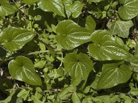 Tamus communis 3, Saxifraga-Jan van der Straaten