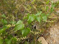 Tamus communis 34, Saxifraga-Ed Stikvoort
