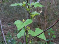 Tamus communis 36, Saxifraga-Ed Stikvoort
