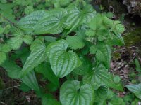 Tamus communis 37, Saxifraga-Ed Stikvoort