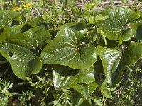 Tamus communis 4, Saxifraga-Jan van der Straaten