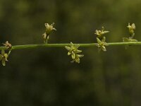Tamus communis 5, Saxifraga-Jan van der Straaten