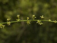 Tamus communis 6, Saxifraga-Jan van der Straaten