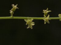 Tamus communis 7, Saxifraga-Jan van der Straaten