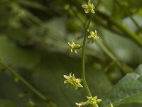 Tamus communis 8, Saxifraga-Jan van der Straaten