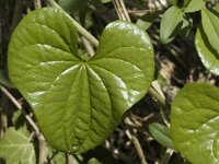 Tamus communis 9, Saxifraga-Jan van der Straaten