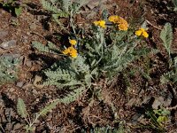 Tanacetum aureum 3, Saxifraga-Ed Stikvoort