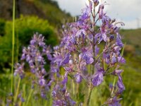 Teucrium orientale 2, Saxifraga-Ed Stikvoort