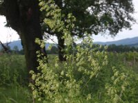 Thalictrum simplex ssp galioides 2, Saxifraga-Jan Willem Jongepier