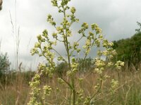 Thalictrum simplex ssp galioides 3, Saxifraga-Jan Willem Jongepier