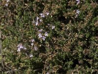 Thymus serpylloides 10, Saxifraga-Willem van Kruijsbergen