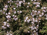 Thymus serpylloides 3, Saxifraga-Jan van der Straaten