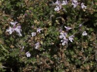 Thymus serpylloides 4, Saxifraga-Willem van Kruijsbergen