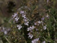 Thymus serpylloides 6, Saxifraga-Willem van Kruijsbergen