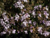 Thymus serpylloides 7, Saxifraga-Jan van der Straaten