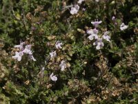 Thymus serpylloides 8, Saxifraga-Jan van der Straaten