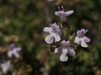 Thymus serpylloides 9, Saxifraga-Jan van der Straaten