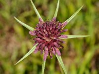 Tragopogon sinuatus 10, Saxifraga-Harry Jans