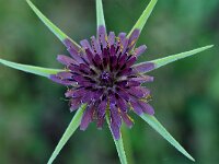 Tragopogon sinuatus 11, Saxifraga-Harry Jans