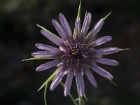 Tragopogon sinuatus 2, Saxifraga-Willem van Kruijsbergen