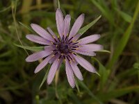 Tragopogon sinuatus 3, Saxifraga-Willem van Kruijsbergen
