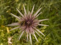 Tragopogon sinuatus 4, Saxifraga-Willem van Kruijsbergen