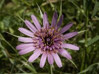 Tragopogon sinuatus 5, Saxifraga-Willem van Kruijsbergen
