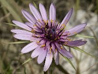 Tragopogon sinuatus 6, Saxifraga-Jan van der Straaten